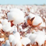 Grow Cotton