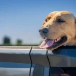 Hit a Dog and Drive Off