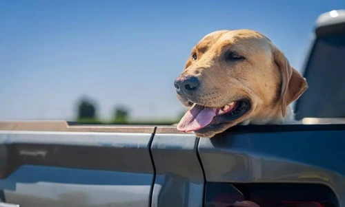 Hit a Dog and Drive Off