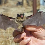 Kill Bats