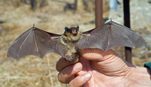 Kill Bats