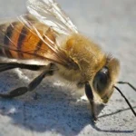 Kill Bees