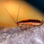 Kill Cockroaches in Australia