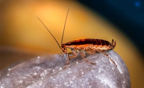Kill Cockroaches in Australia