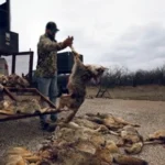 Kill Coyotes