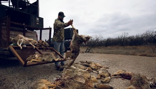 Kill Coyotes