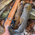 Kill Squirrels