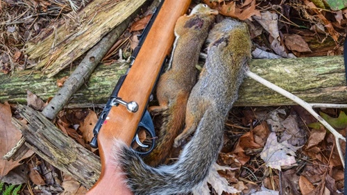 Kill Squirrels
