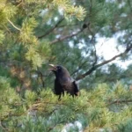 Kill a Crow in Mississippi