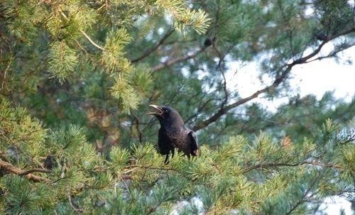 Kill a Crow in Mississippi