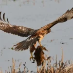 Kill a Hawk