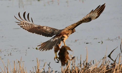 Kill a Hawk