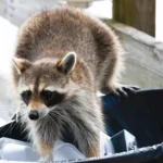 Kill a Raccoon on Your Property