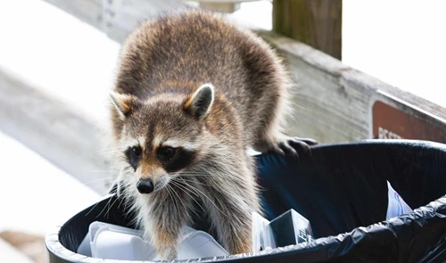 Kill a Raccoon on Your Property