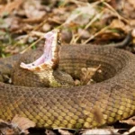Kill a Snake in Tennessee