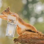 Shoot Squirrels in Your Backyard