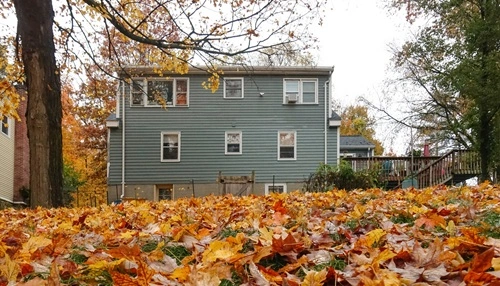Leaves in Your Backyard