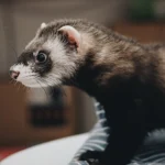 Own-a-Ferret