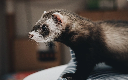 Own-a-Ferret